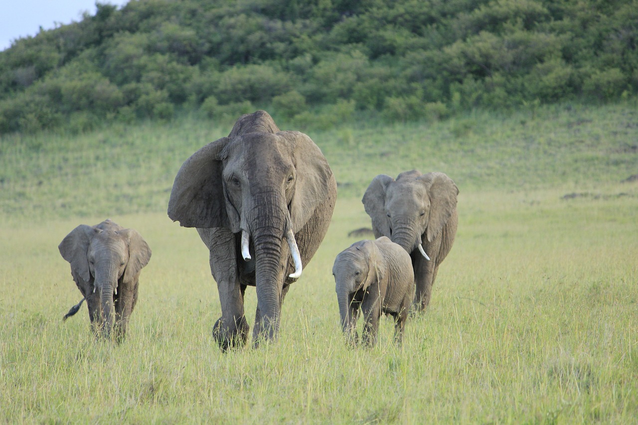 Elephants at sunset in Masai Mara